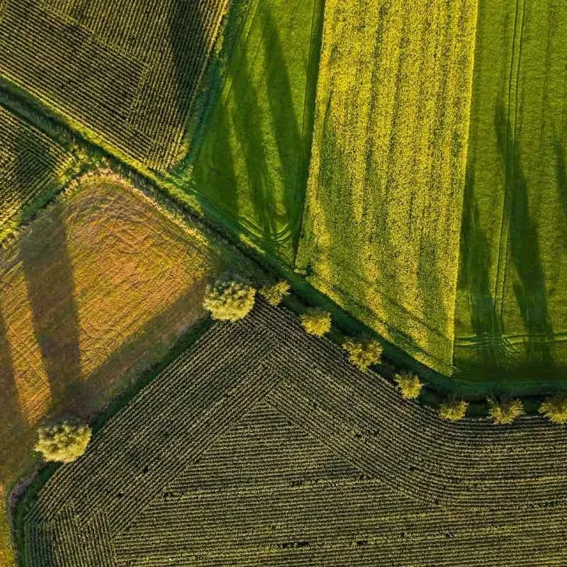 Aerial view of a field showcasing the intricate shadows cast by trees, highlighting the natural landscape's beauty.